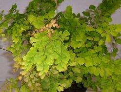 Adiantum raddianum 'Red Venus'